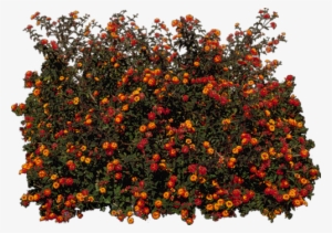 Zielono I Wiosennie - Arbusto Lantana Png