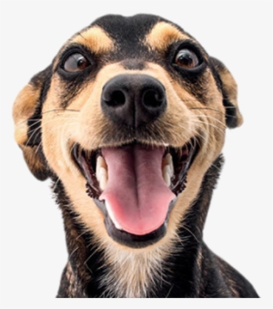 Doe Quanto Puder - Dog