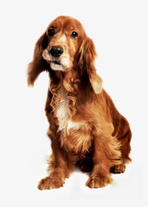 Png - Cachorros - Cachorro