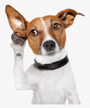 Ambientes Fechados - Wahl Easy Ear Cleaner - 500 Ml