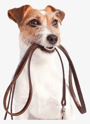 Você Tem O Hábito De Levar O Seu Melhor Amigo Para - Cute Dog On Lead