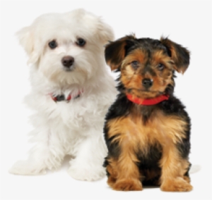 Food For Toy And Small Breed Puppy