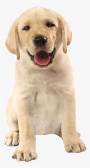 Imagem De Cachorro Sem Fundo