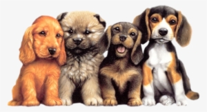 Cães Mais Velhos Toleram Filhotes, E Às Vezes Podem - Hello Glitter