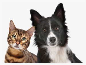 Dog And Cat Stock