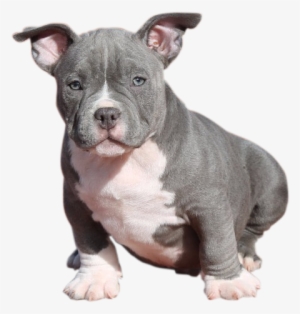 Cachorro - American Bully Cachorro Png