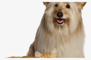 Lindos Gostei - Dog And Cat White Background