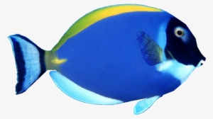 Powder Blue Tang - Blue Surgeonfish White Background