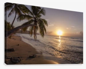 A Palm Tree Silhouette At Sunset - United States Virgin Islands