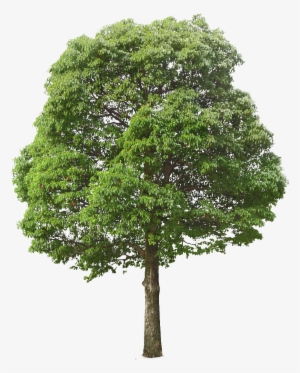 Pin By A Kramer On Cutout - Tree Png