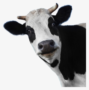 Moo Ha Ha Cut Animals, Farm Animals, Holstein Cows, - Transparent Cow Png