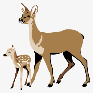 Fawn Pencil And In Color - White Tailed Deer Clipart