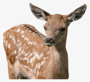Variety Of Animals To See And Enjoy From Chickens And - Baby Fawn Png Transparent