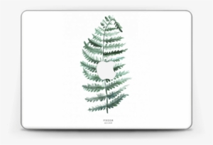Pteridium Aquilinum - Bracken