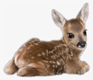 Deer Babydeer Fawn Bambie Cute Sweet Doeeyes Nature
