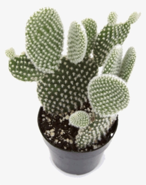 Opuntia 'angel Wing' - Angel Wing Cactus
