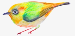 Watercolor Cartoon Birds Transparent Ornamental - Watercolor Painting