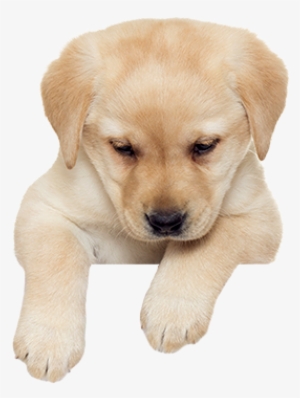 Puppies Png Picture - Puppy Png