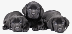 Lab-puppies - Puppy