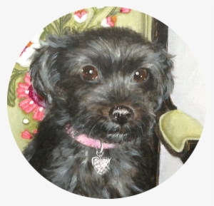 Commissioned Dog Portrait - Schnoodle