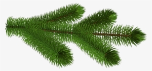 Transparent Pine Branch 3d Clipart Picture - Christmas Tree Branch Transparent Background