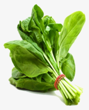 Leaves That Store Food