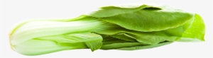 Bok Choy Transparent Background - Bokchoy Png