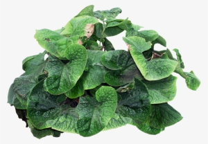 Psd Png Cutout - Papillon Huerto Urbano 100x40x50cm 9 Kg