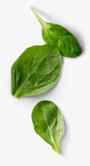 Left Vignette - - Basil