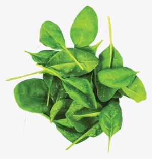 Search For - - Spinach