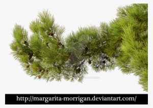Branch By Margarita Morrigan - Pine Tree Branch Png