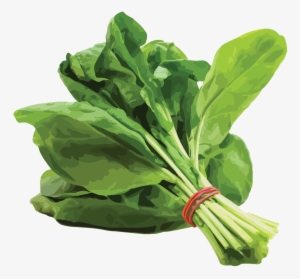 Spinach - Palak Keerai
