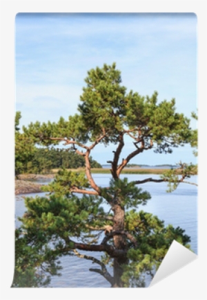 American Pitch Pine