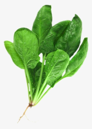 Spinach - Food Which We Get From Plants