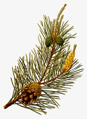 Drawn Pine Tree Scotch Pine - Pinus Sylvestris