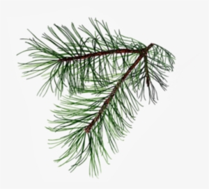 Pine Branch, Possibly For My Dedication Tattoo