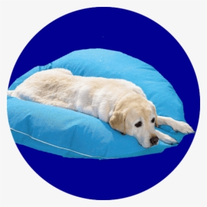 Pet Float - Dog In Pool