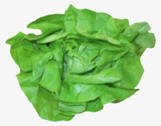 Fresh Lettuce Png Image - Lettuce