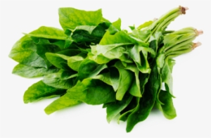 Leafy Fresh English Spinach - Spinach