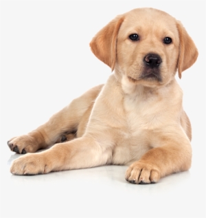 Cani Png - Cani In Png