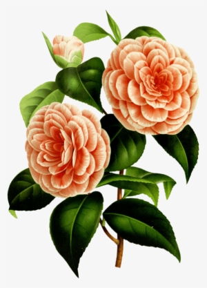 Transparent Library Watercolor Painting Botany Design - Sunlight Ep - Greg Pidcock - Download