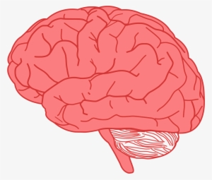 Collection Of Transparent Background High Quality - Brain Clipart