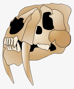 Smilodon Skull 2 - Saber-toothed Tiger