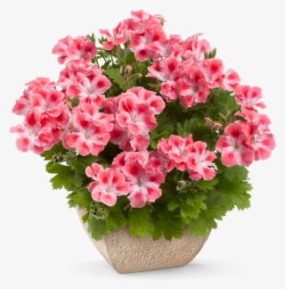 Pcandy Flowers® Peach Cloud * - Geranium Candy Flowers