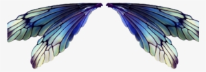 Photo Photo Photo Photo Photo - Transparent Fairy Wings