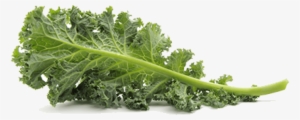 Free Png Kale Png Pic Png Images Transparent - Transparent Background Kale Png