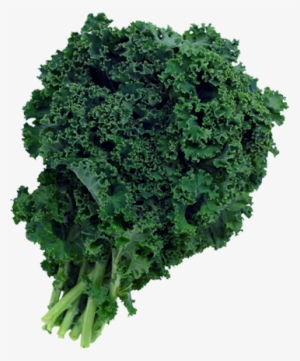Green Kale Two Dozen - Does Kale Look Like