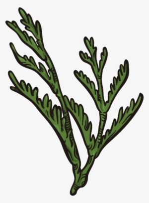 Dark Green Coral Grass Png Transparent - Coral