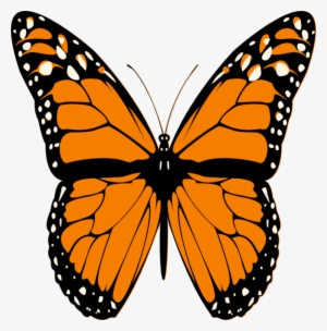 Butterfly - Iron Butterfly: Live Dvd