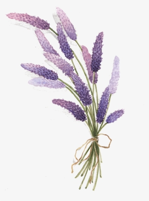 Visit - Lavender Drawing Png